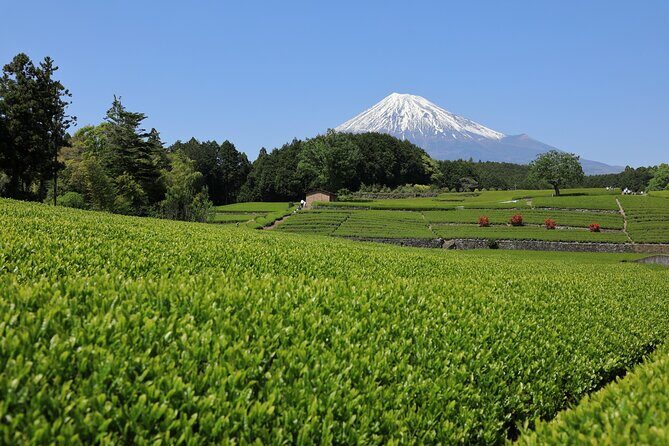 Mt. Fuji Sake and Tea Fields Tour by Private Car - Who Should Consider This Tour?