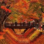 Mt. Fuji Views and Kawaguchiko Scenic Day Tour From Tokyo - Hikawa Clock Shop: Quirky Cultural Charm