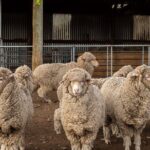 Mt. Hay Farm Experience Genuine Country Farming(Carbon Positive) - What Might Be Missing?