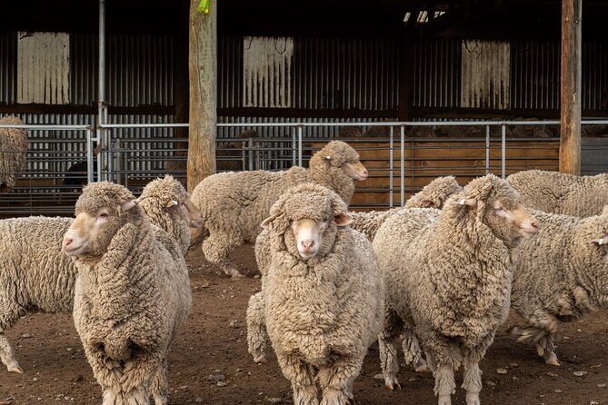 Mt. Hay Farm Experience Genuine Country Farming(Carbon Positive) - What Might Be Missing?