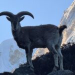 Mt. Kanchenjunga South to North Base Camp Trekking - The Experience of Guided Support and Local Knowledge