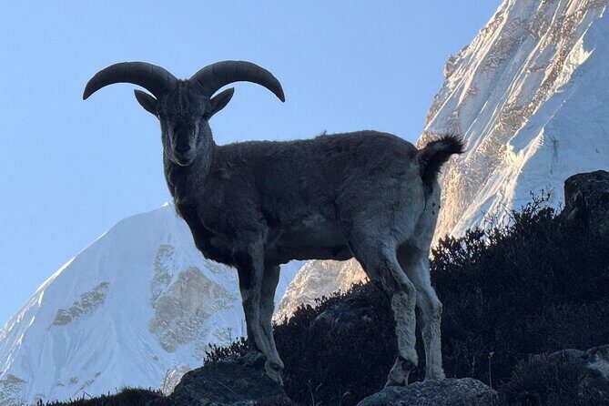 Mt. Kanchenjunga South to North Base Camp Trekking - The Experience of Guided Support and Local Knowledge