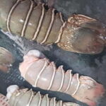 Mumbai Coastal Cooking: From Fishing Net to Flavourful Plate - An In-Depth Look at the Tour Experience