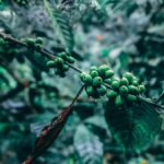 Munduk: Regenerative Roots Permaculture Farm Tour - Exploring the Munduk Permaculture Farm