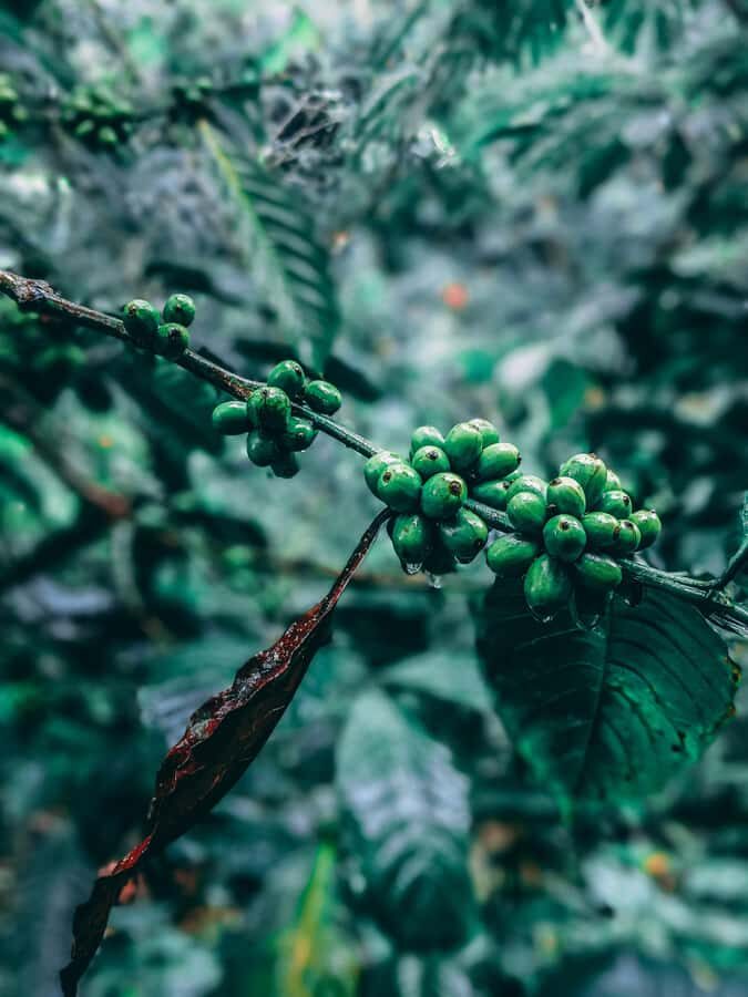 Munduk: Regenerative Roots Permaculture Farm Tour - Exploring the Munduk Permaculture Farm