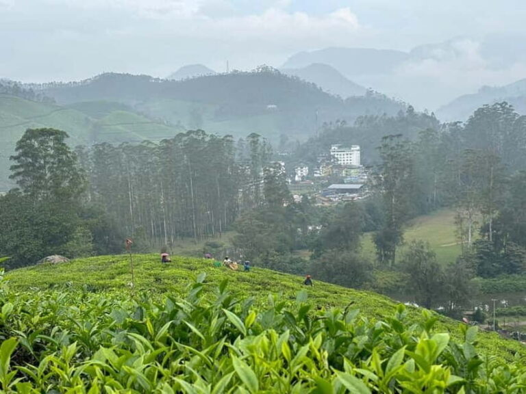 Munnar: Chokramudi Peak Full-Day Trekking Tour - Detailed Breakdown of the Itinerary