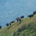 Munnar Hill Station with Periyar Wildlife Tour (03 Days) - Potential Drawbacks & Considerations