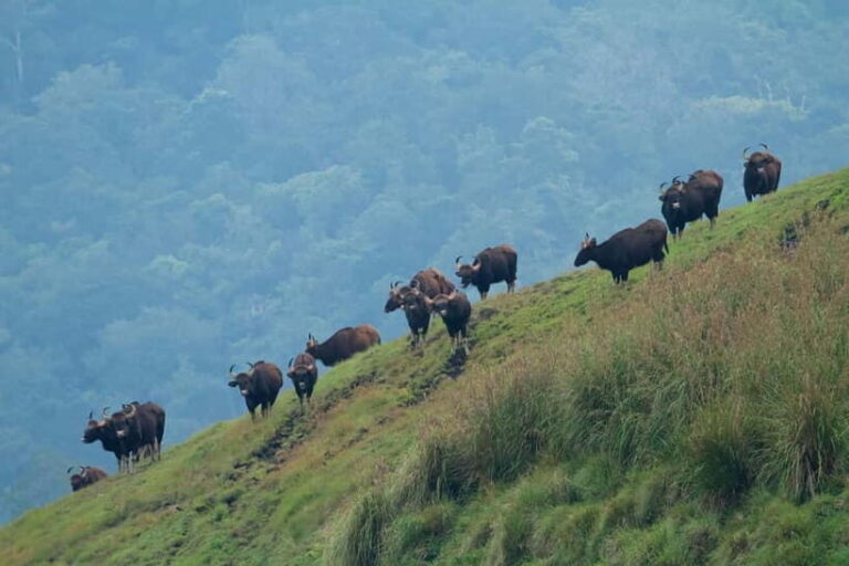 Munnar Hill Station with Periyar Wildlife Tour (03 Days) - Potential Drawbacks & Considerations