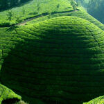 Munnar Letchmi Hills village Tour - Practical Details and Logistics