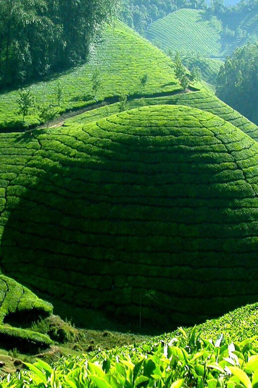 Munnar Letchmi Hills village Tour - Practical Details and Logistics