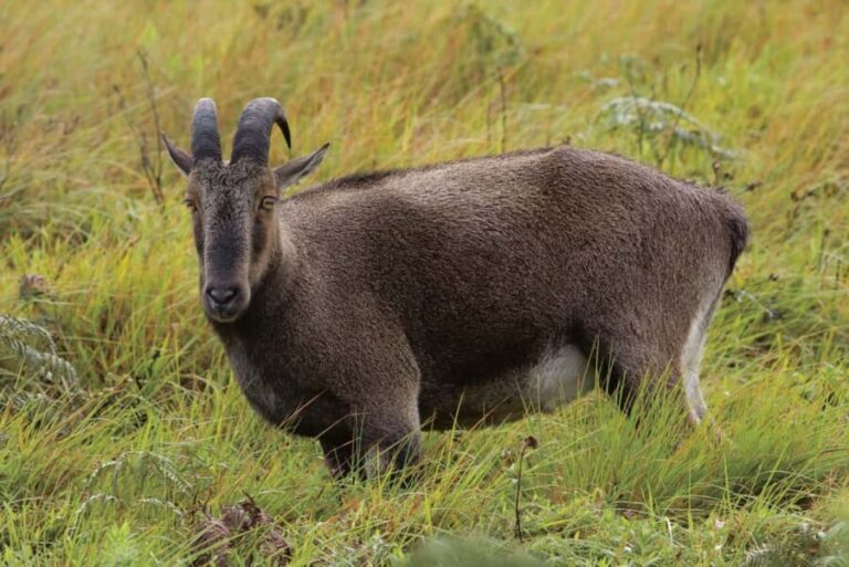 Munnar : Private One Day Tour from Kochi. Free Pickup-Drop - Who Will Find This Tour Worthwhile?