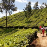 Munnar Tea Plantation Evening walking with Sunset View - Authenticity and Value