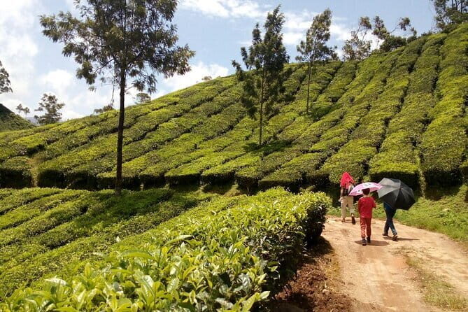 Munnar Tea Plantation Evening walking with Sunset View - Authenticity and Value