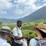 Munnar: Tea trail, Tea Factory, and Tea Tasting Tour - The Experience in Detail: Why It Matters