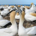 Muriwai Beach & Gannet Colony Private Tour - The Value of This Experience