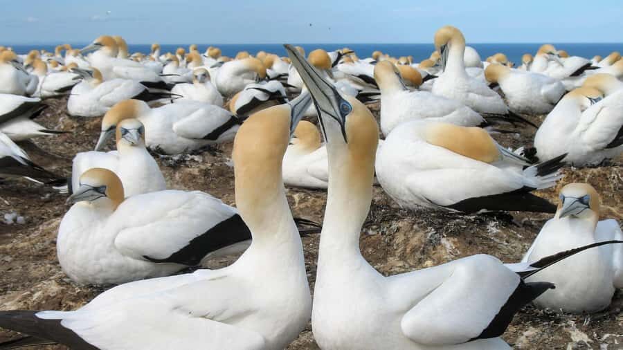 Muriwai Beach & Gannet Colony Private Tour - The Value of This Experience