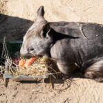 Murray River Paddle Steamer and Wildlife Experience Tour - Why This Tour Works for Different Travelers