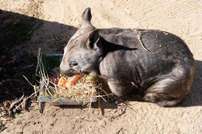 Murray River Paddle Steamer and Wildlife Experience Tour - Why This Tour Works for Different Travelers