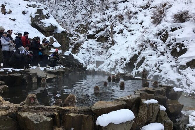 Myoko and Madarao Day Tour Snow Monkeys, Zenkoji and Sake - Final Thoughts