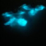 Mystic Waters A Bioluminescent Night Tour - Why This Tour Is Worth It