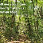 Mystical Fuji Forest Guide Running Trip (Shoe Rental Included) - What’s Included and What to Consider