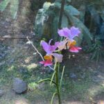 Nadi Fiji Historical Half Day Tour - Practical Considerations