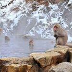Nagano Highlights Day Tour with Snow Monkeys - Analyzing the Value