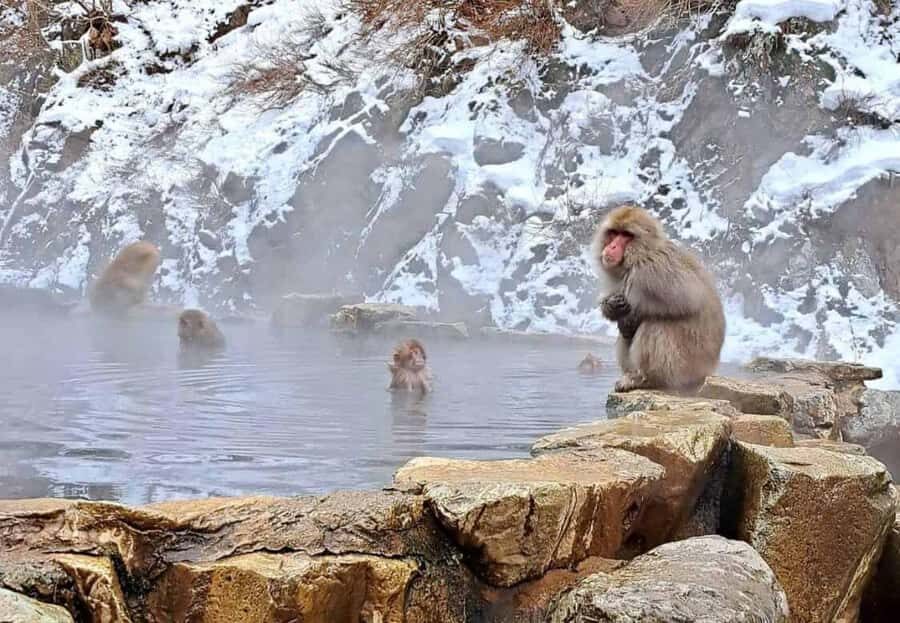 Nagano Highlights Day Tour with Snow Monkeys - Analyzing the Value