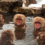 Nagano Highlights Snow Monkeys Nozawa Onsen and Zenkoji Temple - Final Thoughts