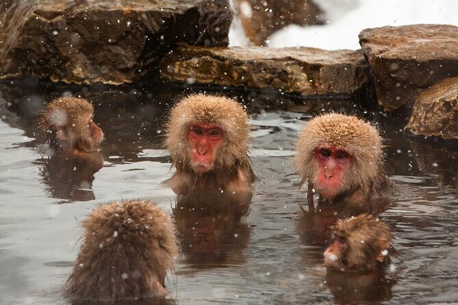 Nagano Highlights Snow Monkeys Nozawa Onsen and Zenkoji Temple - Final Thoughts