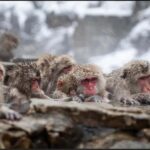 Nagano: Private snow monkey Tour in Luxury car - The Itinerary in Detail