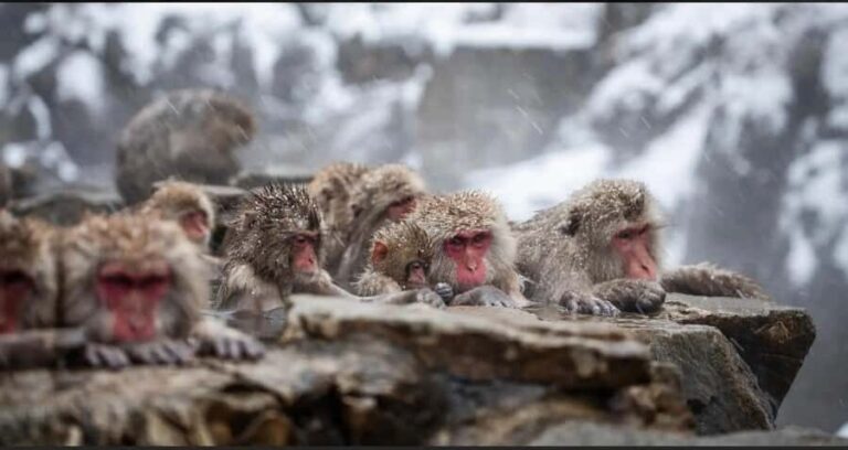 Nagano: Private snow monkey Tour in Luxury car - The Itinerary in Detail