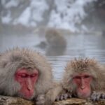 Nagano Private Tour with Snow Monkeys & Zenko-ji Temple - Additional Sites and Optional Customize-Your-Trip