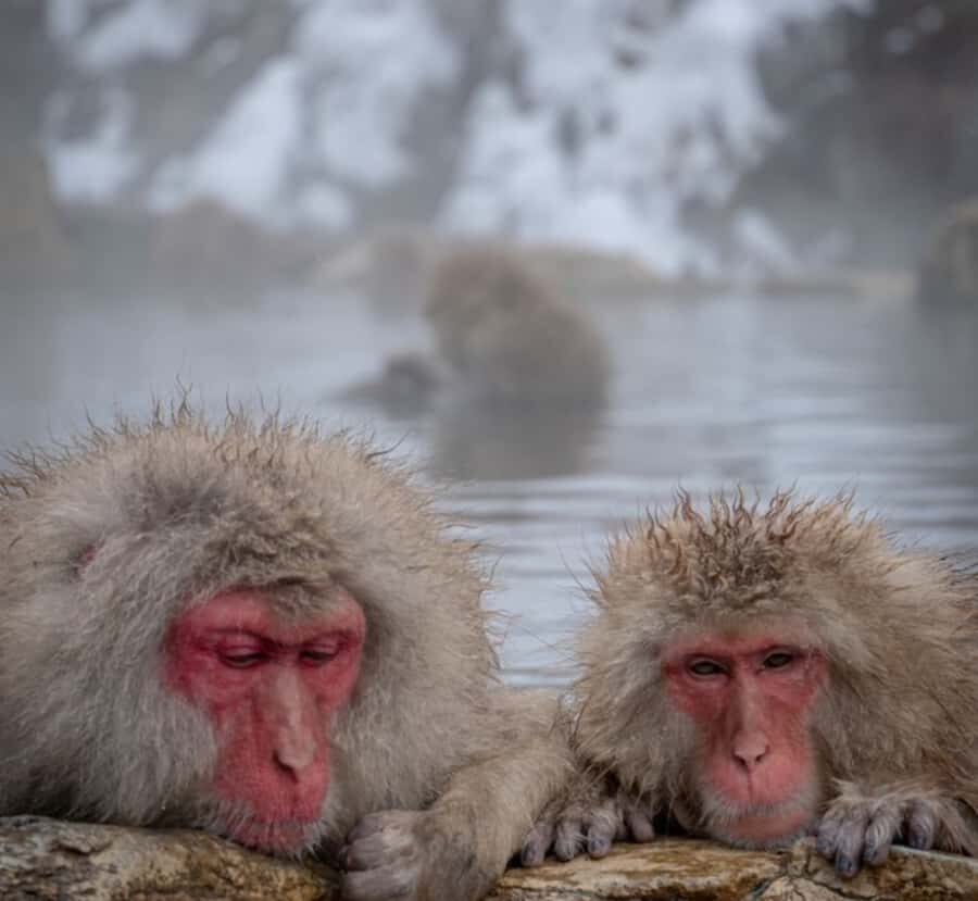 Nagano Private Tour with Snow Monkeys & Zenko-ji Temple - Additional Sites and Optional Customize-Your-Trip