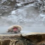 Nagano: Private Tour with Wine Tasting and Wagyu Lunch - Detailed Breakdown of the Itinerary