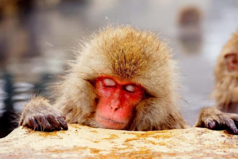 Nagano Snow Monkey Day Trip from Tokyo by Bullet Train - The Details That Make a Difference