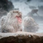 Nagano: Snow Monkey Park and Shiga Kogen Day Trip - Why This Tour Offers Great Value