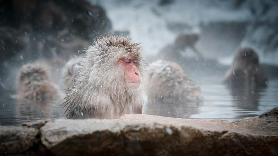 Nagano: Snow Monkey Park and Shiga Kogen Day Trip - Why This Tour Offers Great Value