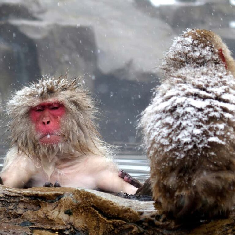 Nagano: Snow Monkey Park Full Day Tour Fully Customizable - An In-Depth Look at the Nagano Day Tour