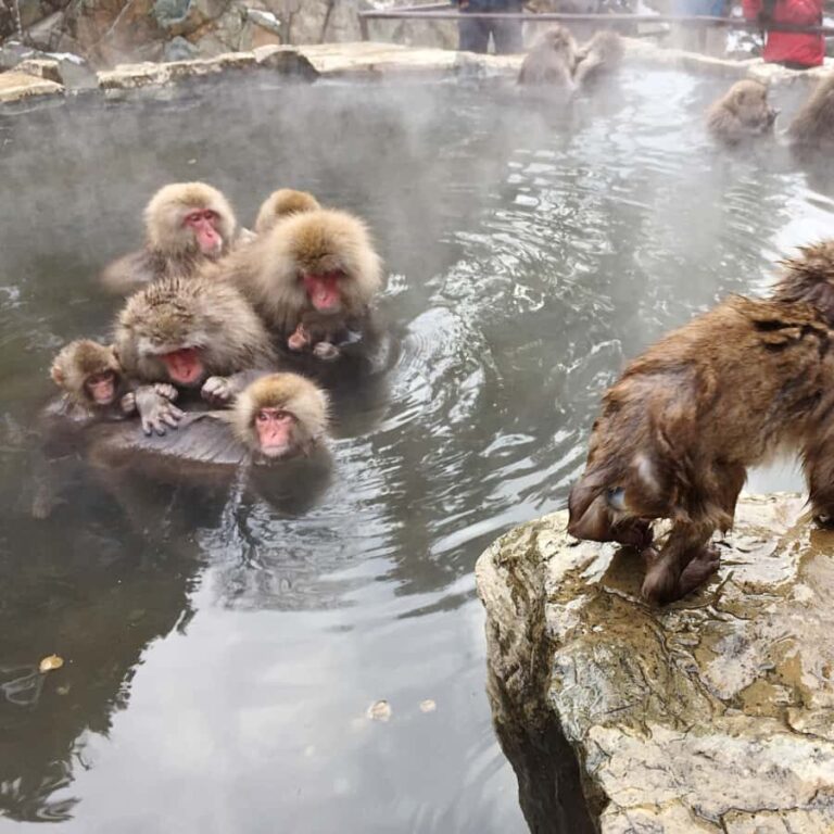 Nagano: Snow Monkey Park Full Day Tour Fully Customizable - First Stop: Jigokudani Monkey Park