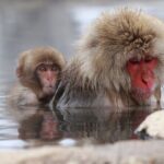 Nagano: Snow Monkeys of Jigokudani Guided Tour - FAQs