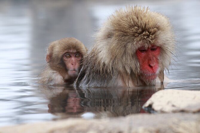 Nagano: Snow Monkeys of Jigokudani Guided Tour - FAQs