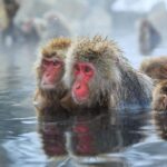 Nagano: Togakushi Shrine & Jigokudani Snow Monkey Park Trip - Practical Details & Tips
