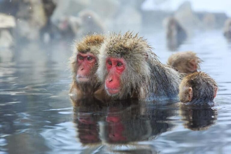 Nagano: Togakushi Shrine & Jigokudani Snow Monkey Park Trip - Practical Details and What to Know