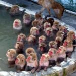Nagano & Tokyo: Snow Monkey Park Private Tour Customizable - The Full Itinerary Breakdown
