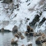 Nagano & Tokyo: Snow Monkey Private Customizable Day Tour - Practical Considerations and Value