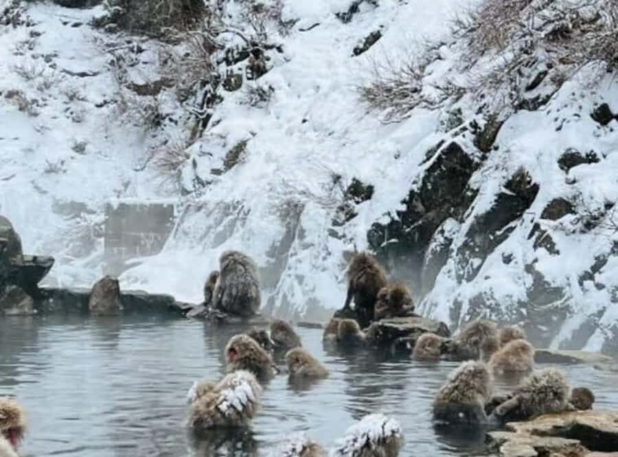 Nagano & Tokyo: Snow Monkey Private Customizable Day Tour - Practical Considerations and Value