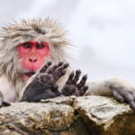 Naganos Snow Monkeys and Sake Tasting Day Tour - Obuse: A Town Steeped in Charm and Tradition
