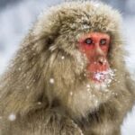 Nagano:Snow Monkey Park Private Customizable Tour With Guide - Who Is This Tour Best For?