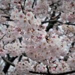 Nagoya City Cherry Blossom Private Sightseeing Tour - Final Thoughts: Is It Worth It?